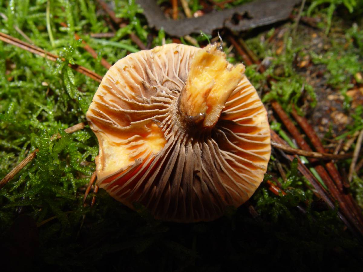 Chroogomphus fulmineus image