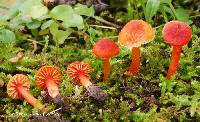 Hygrocybe mucronella image