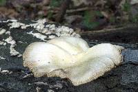 Pleurotus pulmonarius image