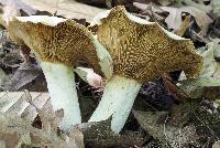 Lactarius piperatus image