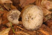 Pluteus roseipes image