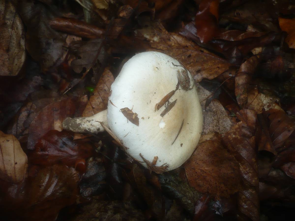 Hygrophorus fagi image