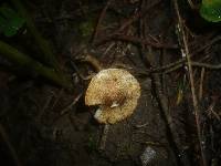 Lepiota boudieri image