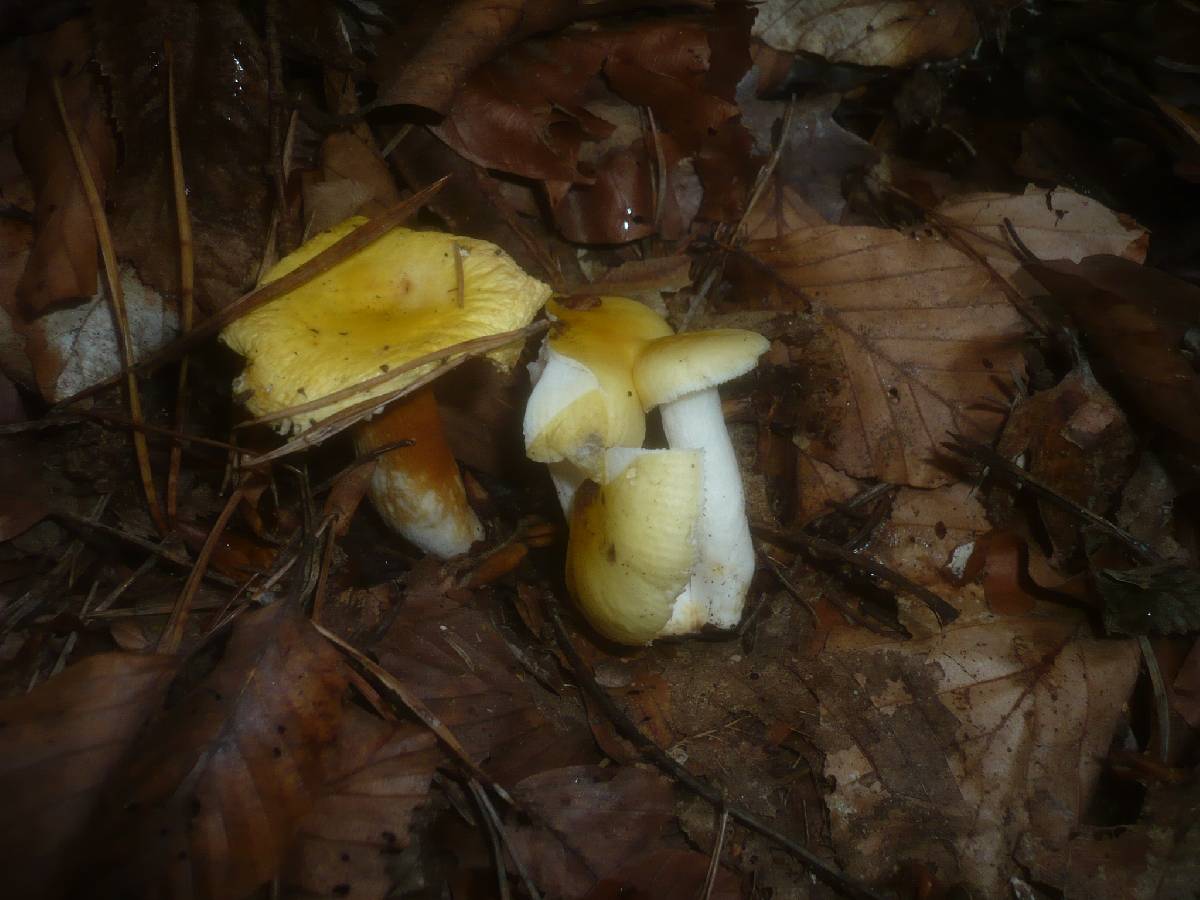 Russula solaris image
