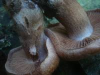 Cortinarius bivelus image