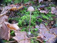 Entoloma hirtipes image