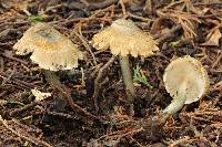 Inocybe corydalina image