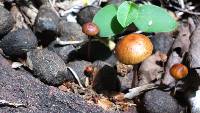 Psilocybe coprophila image