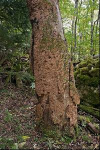 Fuscoporia ferruginosa image