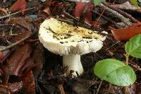 Tricholoma intermedium image