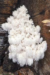 Hericium americanum image