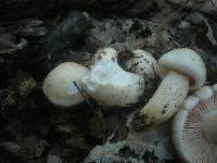 Hygrophorus penarius image