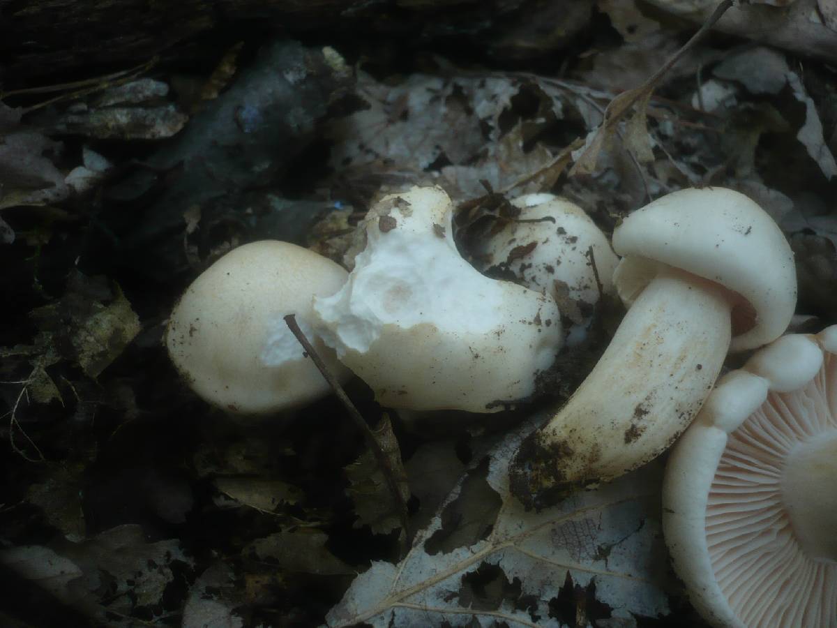 Hygrophorus penarius image
