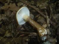 Hygrophorus persoonii image