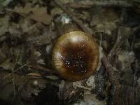 Hygrophorus persoonii image