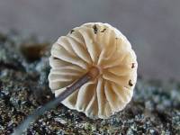 Gymnopus androsaceus image