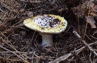 Amanita vernicoccora image