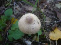 Macrolepiota mastoidea image