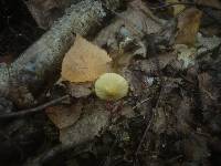 Mycena flavescens image