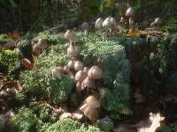 Mycena inclinata image