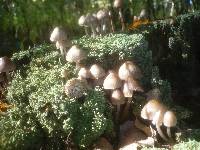 Mycena inclinata image