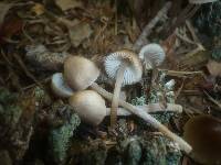 Mycena maculata image