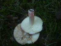 Russula graveolens image