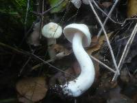 Tricholoma stiparophyllum image