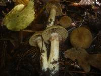 Cortinarius melanotus image