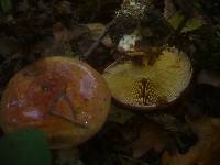 Cortinarius cupreorufus image