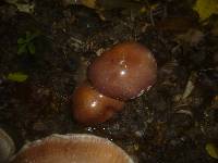 Cortinarius praestans image