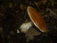 Cortinarius praestans image