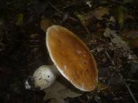 Cortinarius praestans image