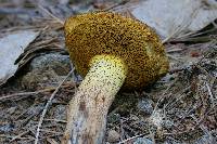 Suillus fuscotomentosus image