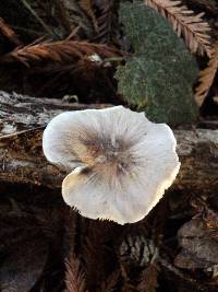 Pluteus petasatus image