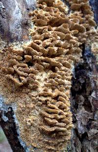 Irpex lacteus image