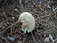 Tricholoma saponaceum image