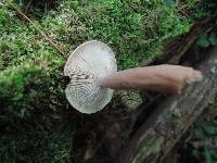 Lactarius rufus var. parvus image