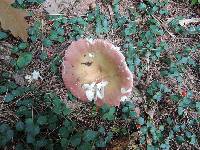 Russula vinosa image