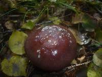 Cortinarius praestans image