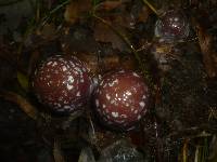 Cortinarius praestans image