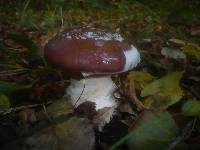 Cortinarius praestans image