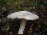 Entoloma sinuatum image