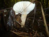 Hygrophorus carpini image