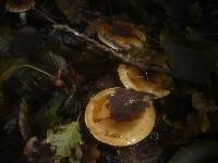 Hygrophorus persoonii image