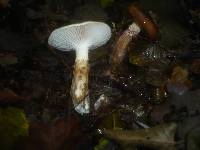 Hygrophorus persoonii image