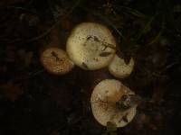 Lactarius luridus image