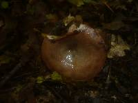 Lactarius uvidus image