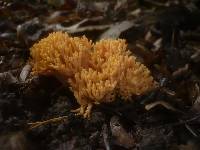 Ramaria subbotrytis image