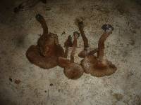 Inocybe bongardii image